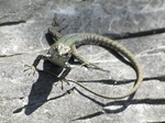 SX19654 Green lizard on rocks at Corniglia, Cinque Terre, Italy.jpg